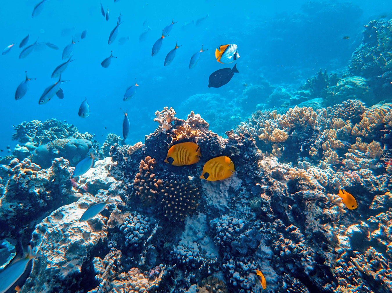 Marine Park Snorkel + Sandbar Stop (2 Hours) - Image 2