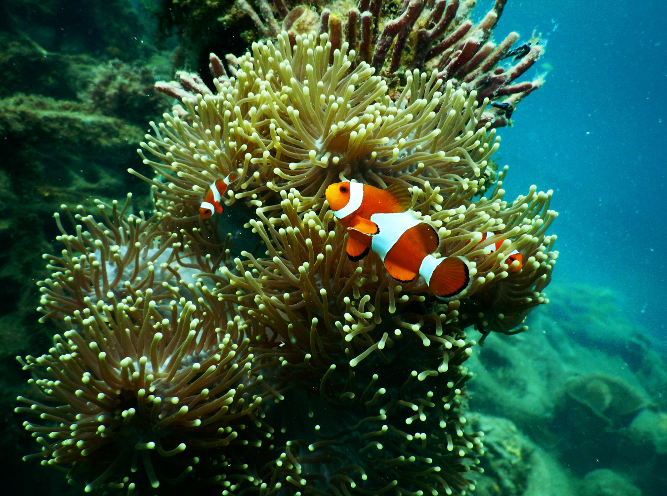 Goggle + Snorkel Rental - Image 4
