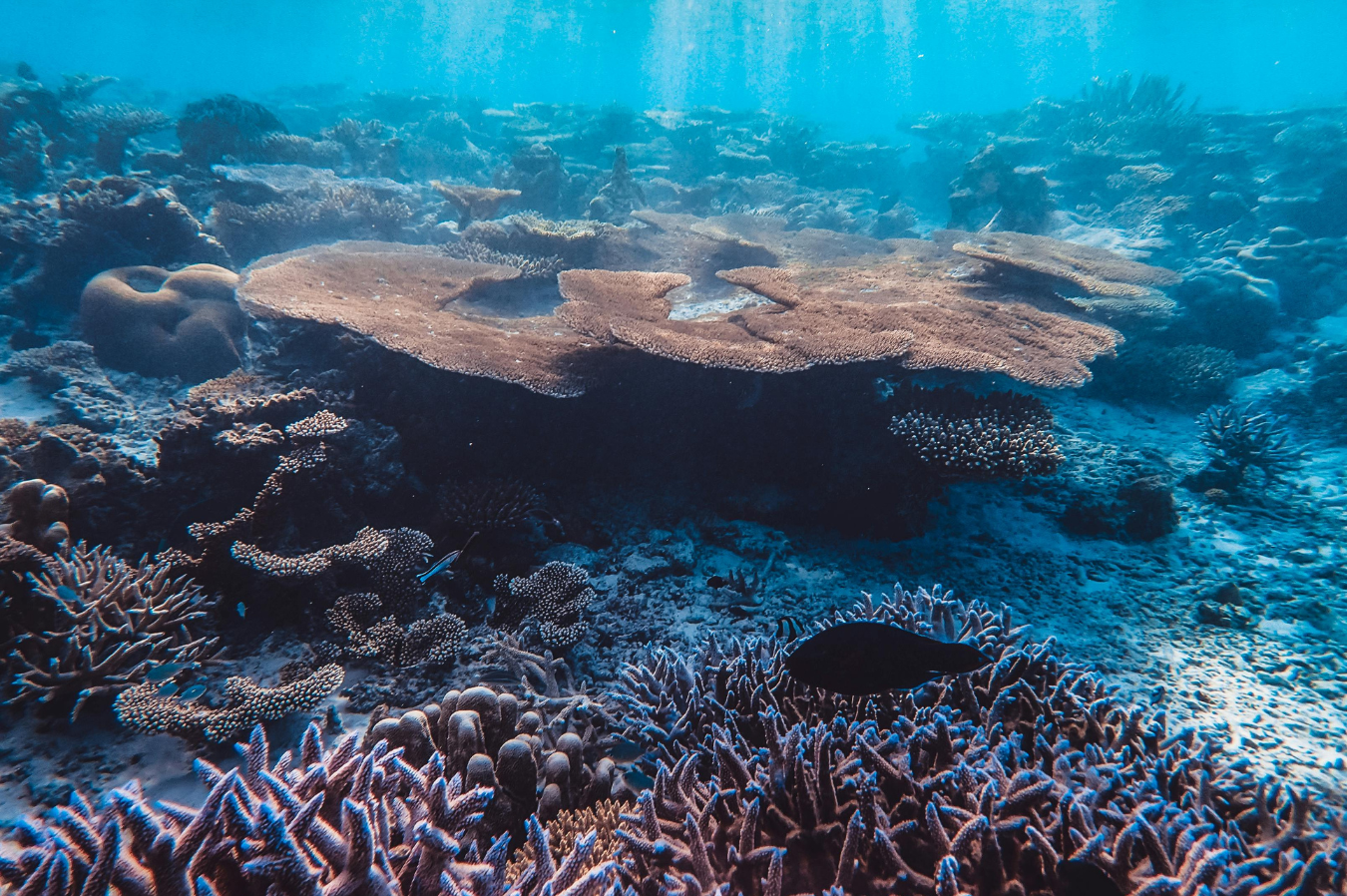 Goggle + Snorkel Rental - Image 3